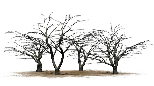 Árvore de cerejeira cluster inverno - isolado no fundo branco — Fotografia de Stock