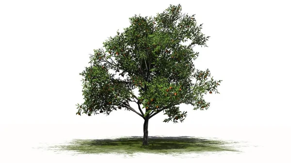 Árvore de pêssego com frutas na área verde - separados em fundo branco — Fotografia de Stock