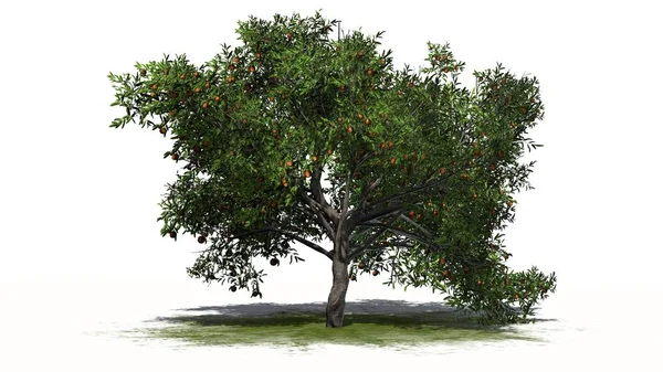 Ροδάκινο δέντρο με τα φρούτα σε καταπράσινη περιοχή - διαχωρίζονται σε λευκό φόντο — Φωτογραφία Αρχείου