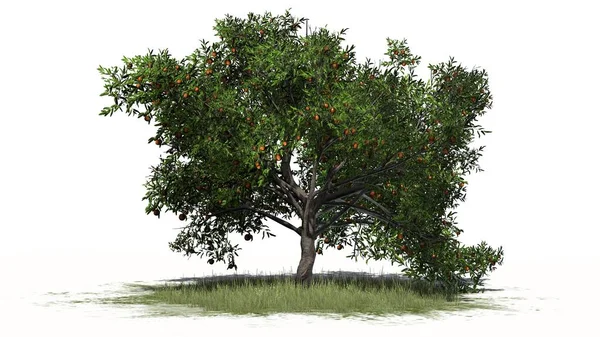 Árvore de pêssego com frutas na área de grama - separados em fundo branco — Fotografia de Stock
