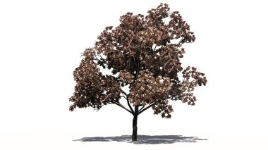 Şeftali ağacı çiçeği - beyaz arka plan üzerinde ayrılmış