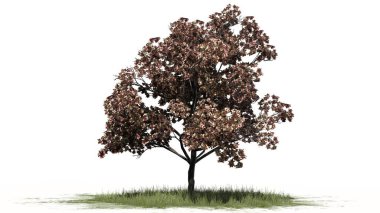 Şeftali ağacı çiçeği çim alanda - beyaz arka plan üzerinde ayrılmış