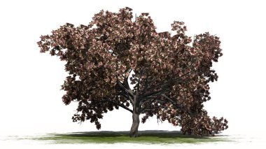 Şeftali ağacı çiçeği yeşil alanda - beyaz arka plan üzerinde ayrılmış