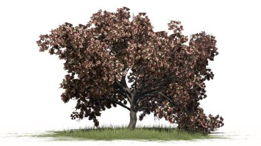 Şeftali ağacı çiçeği çim alanda - beyaz arka plan üzerinde ayrılmış