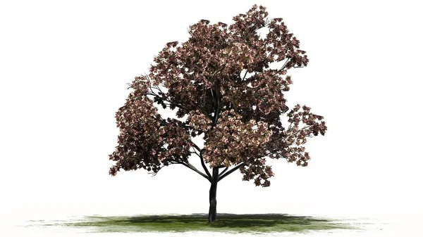 Pfirsichbaum in Blüte auf Grünfläche - getrennt auf weißem Hintergrund — Stockfoto
