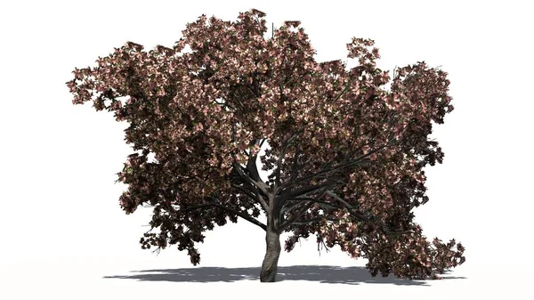 Persikka puu kukassa - erotettu valkoisella pohjalla — kuvapankkivalokuva