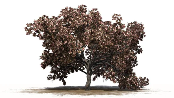 Şeftali ağacı çiçeği kum alan - beyaz arka plan üzerinde ayrılmış üzerinde