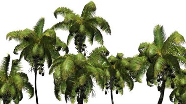 Coconut palm - beyaz arka plan üzerinde izole
