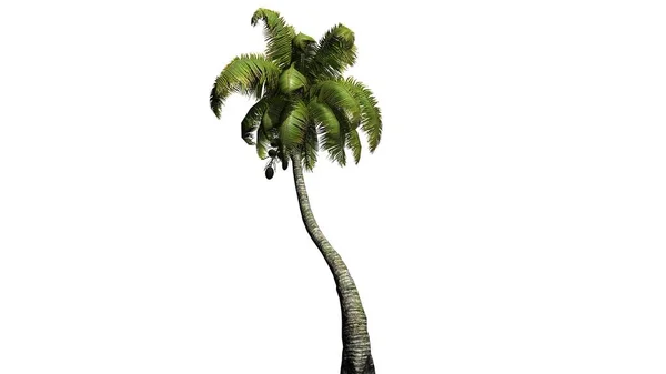 Kokosová palma - izolované na bílém pozadí — Stock fotografie