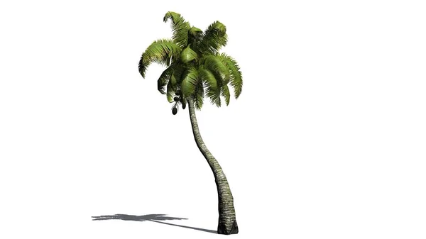Kokospalme - isoliert auf weißem Hintergrund — Stockfoto