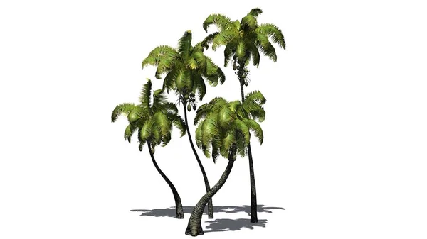Palma kokosowa - izolowana na białym tle — Zdjęcie stockowe