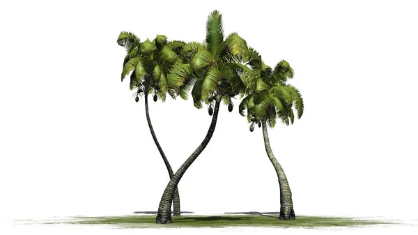 Kokospalme - isoliert auf weißem Hintergrund — Stockfoto