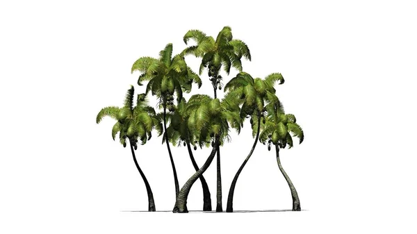 Coconut palm - isolerad på vit bakgrund — Stockfoto