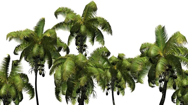 Coconut palm - beyaz arka plan üzerinde izole