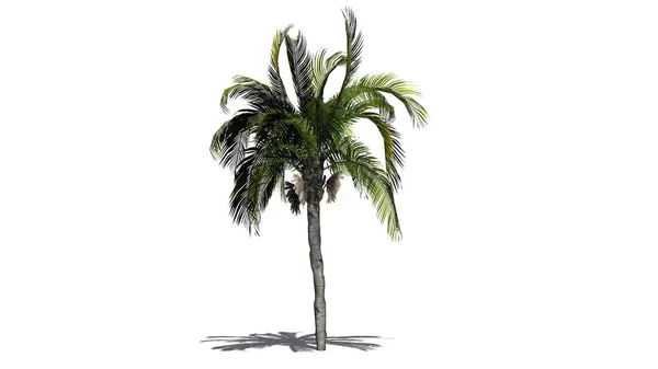 Queen palm on a white background — Stock Photo, Image