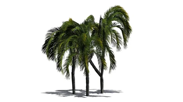 Queen palm on a white background — Stock Photo, Image