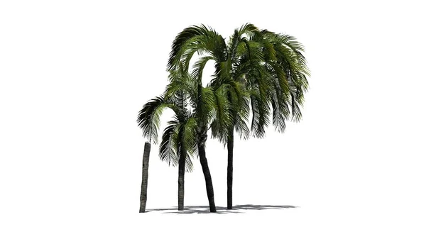 Queen palm on a white background — Stock Photo, Image