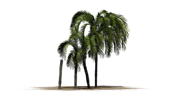 Queen palm on a white background — Stock Photo, Image