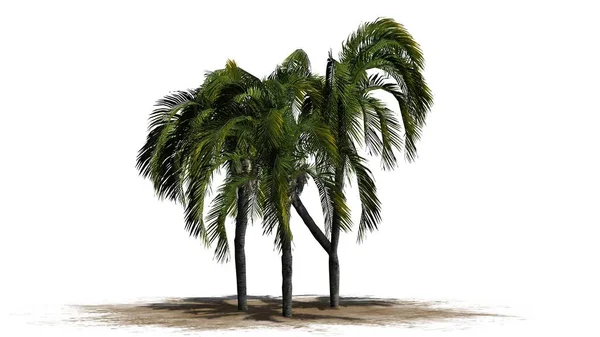 Queen palm on a white background — Stock Photo, Image