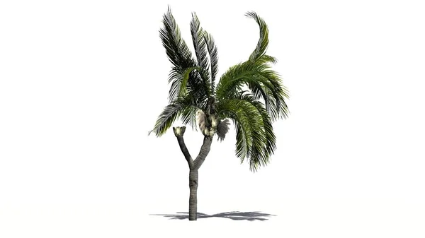 Queen palm on a white background — Stock Photo, Image