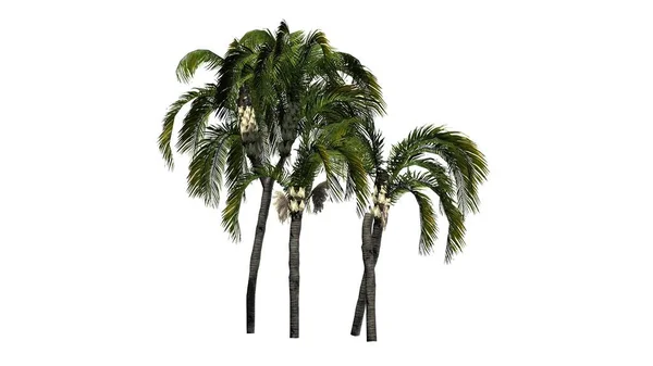 Queen palm on a white background — Stock Photo, Image