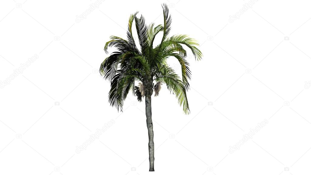 Queen palm on a white background