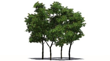 Portakal ağaçları ile meyve ve gölge beyaz arka plan üzerinde izole kat-