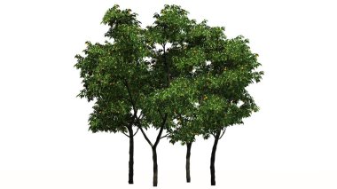 Beyaz arka plan üzerinde izole meyve - portakal ağaçlarıyla