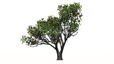 Meyveli elma ağacı 