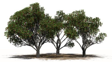 Elma ağacı meyve kum yüzeyi ile 