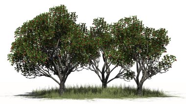 Elma ağacı meyve çim ile