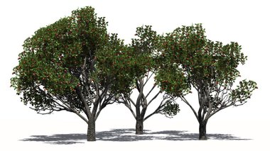 Elma ağaçlarının meyveleri ve gölge yerde 