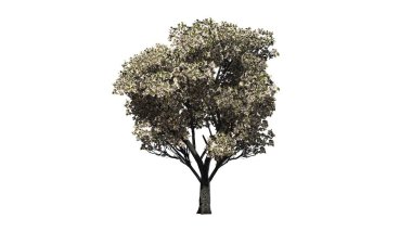 Elma ağacı bahar - beyaz arka plan üzerinde izole