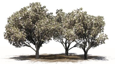 Elma ağaçlarının bahar kum yüzeyi