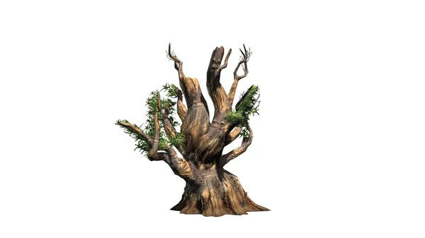 Bristlecone çam ağacı - beyaz arka plan üzerinde izole