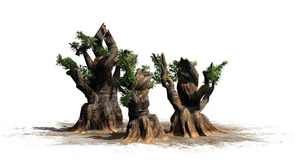 ブリストル コーン松のツリーのクラスター - 白い背景に分離 — ストック写真
