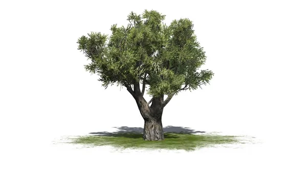 Afrikanischer Olivenbaum auf grüner Fläche - isoliert auf weißem Hintergrund — Stockfoto