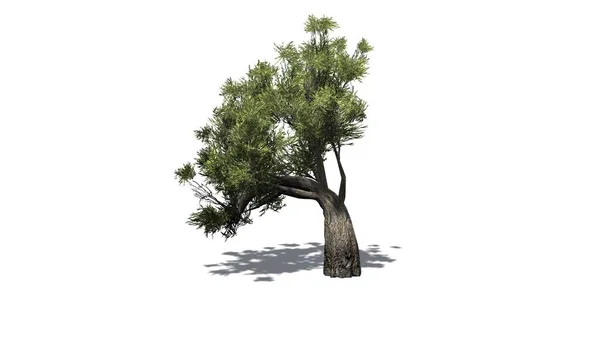 Afrykański Olive tree z cienia - izolowana na białym tle — Zdjęcie stockowe