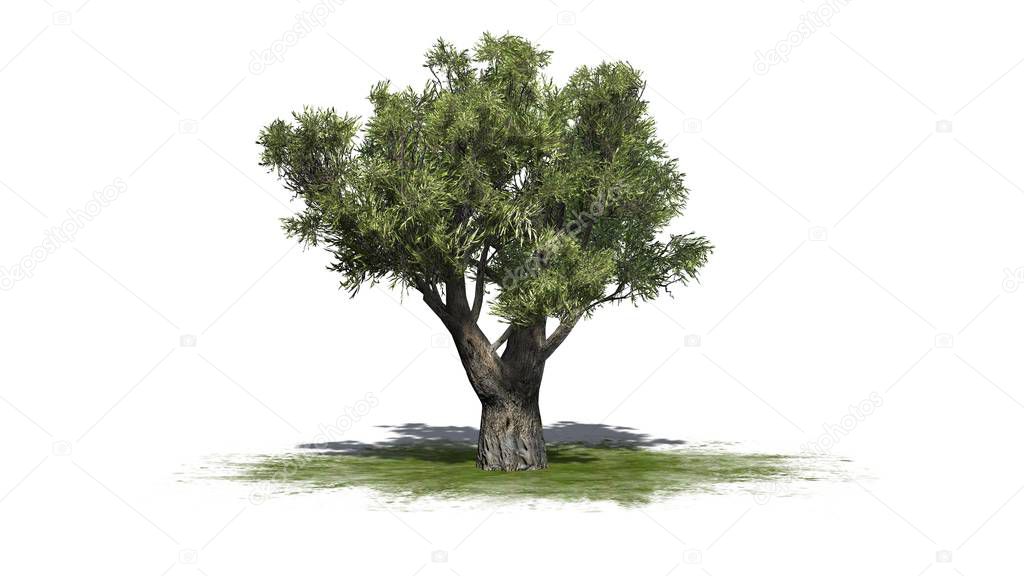 African Olive tree on green area - isolated on white background