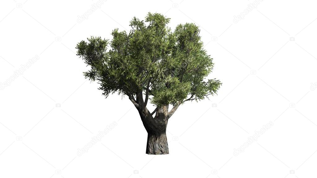 African Olive tree  - isolated on white background