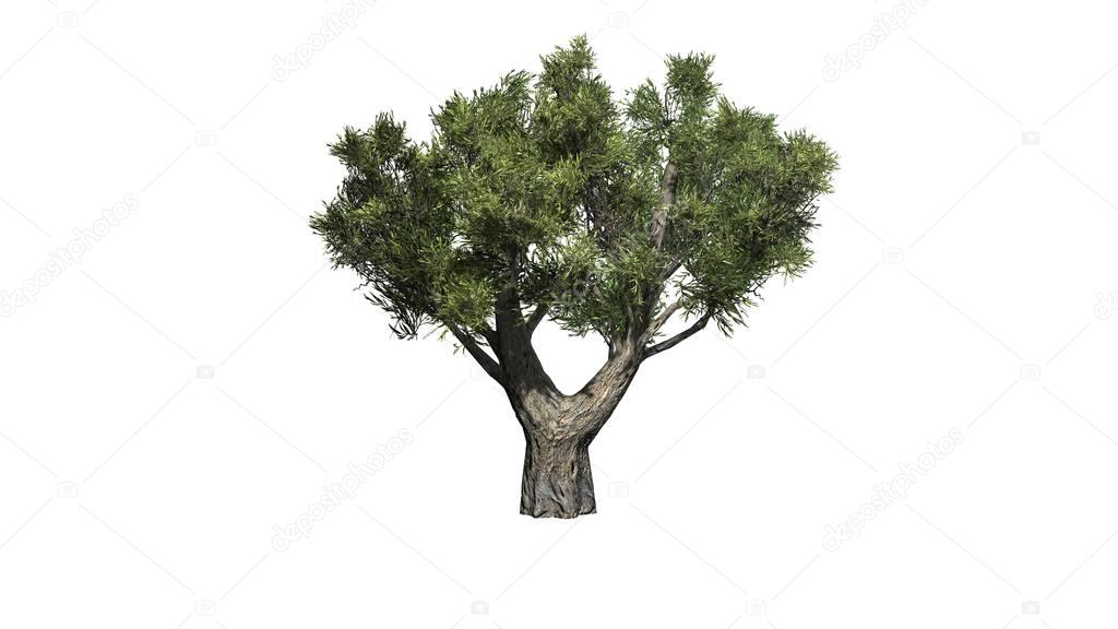 African Olive tree  - isolated on white background