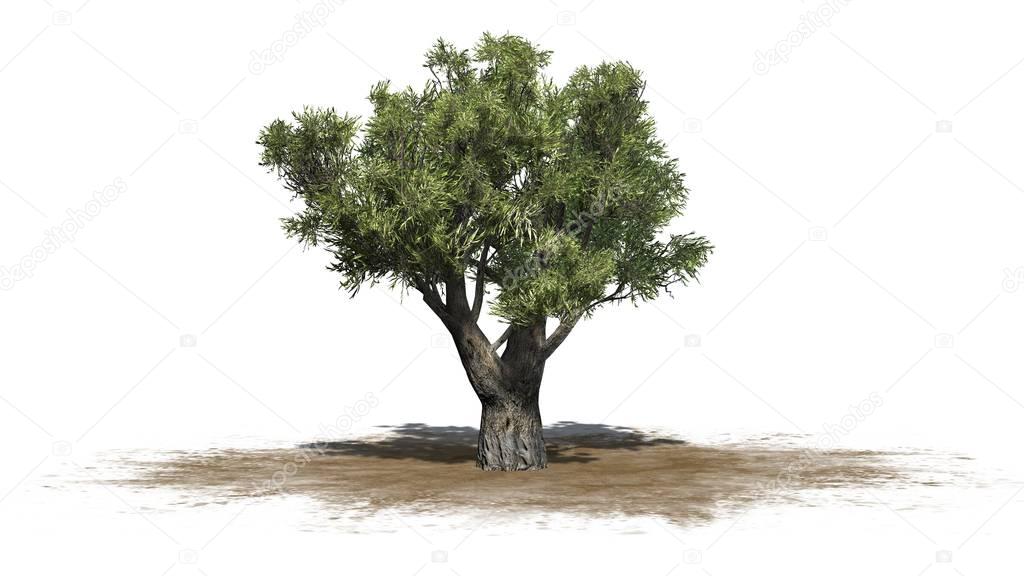 African Olive tree on sand area - isolated on white background