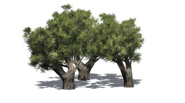 Afrika zeytin ağaçları ile gölge - beyaz arka plan üzerinde izole