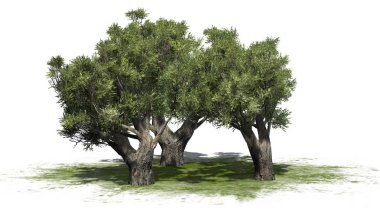 Afrika zeytin ağaçları yeşil alan - beyaz arka plan üzerinde izole üzerinde