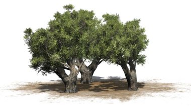 Afrika zeytin ağaçları kum alan - beyaz arka plan üzerinde izole üzerinde