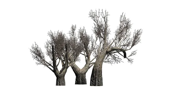 Африканський оливкові дерева в зимовий період - ізольовані на білому тлі — стокове фото