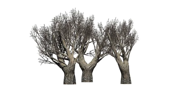 Африканские оливковые деревья зимой - изолированные на белом фоне — стоковое фото