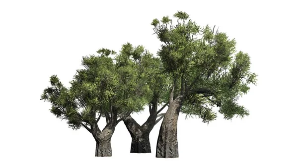 非洲的橄榄树-白色背景上孤立 — 图库照片
