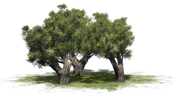 녹색 지역-흰색 배경에 고립에 아프리카 올리브 나무 — 스톡 사진