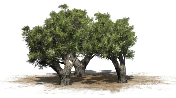 砂エリア - 白い背景で隔離のアフリカのオリーブの木 — ストック写真